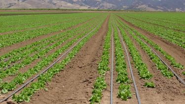 BCR y CRA siguen de cerca la situación de los campos afectados por estrés hídrico