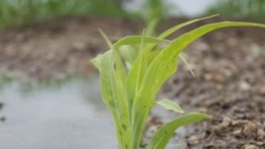 Se aproximan más lluvias en casi toda el área agrícola