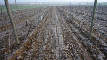 Declaran emergencia agropecuaria en ciertas zonas de Mendoza y Catamarca
