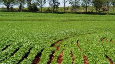 Creen que el Gobierno intervendrá el agro a través de la Ley de Abastecimiento