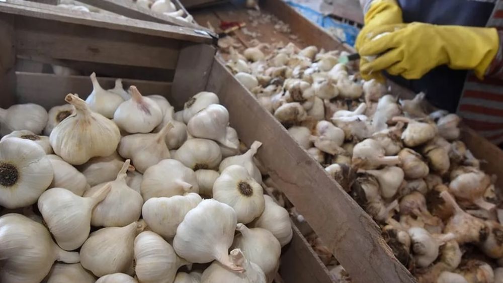 El descole de ajos en surco.