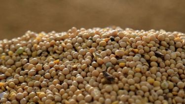 La soja alcanzó su máximo valor desde julio de 2016