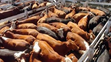 La faena de vacunos se redujo un 4 por ciento en marzo