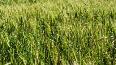 Resaltan que el trigo es rentable en el modelo agroecológico