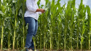 Portfolio de híbridos de alto rendimiento.