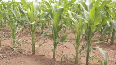 Afirman que se sembró el 90% del área prevista para el maíz