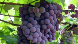 Confirman que uvas producidas en Argentina llegarán a China