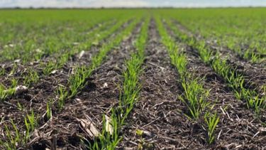 Comenzó la siembra de trigo con 226.000 hectáreas implantadas