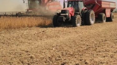 La producción de soja crecerá 48% según el cálculo oficial