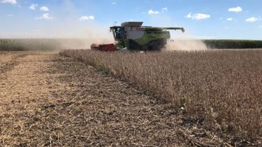 USDA recortó la estimación sobre la cosecha de soja argentina