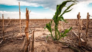 La sequía provocó un "gran deterioro" sobre la soja y el maíz