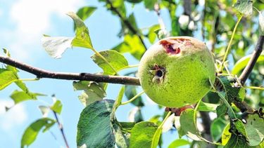 Las heladas y el granizo afectó a más de un 30% de la fruta rionegrina
