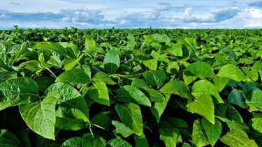 El maíz y la soja de Buenos Aires se benefician de "óptimas" condiciones