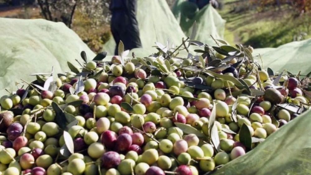 El sector olivícola en "alerta" por el TLC entre el Mercosur y la UE