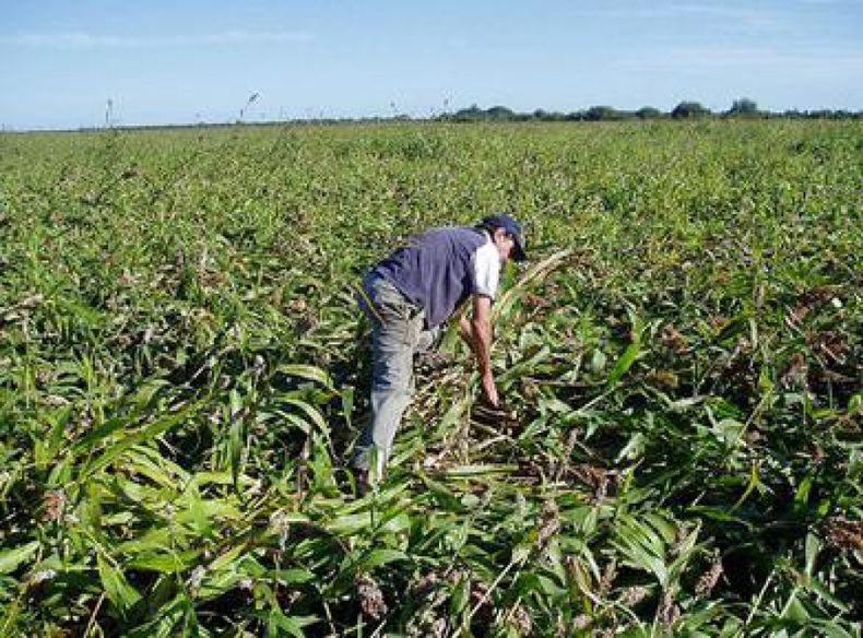 Registran expectativas poco alentadoras para actividades agropecuarias