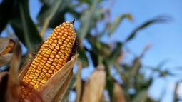 El maíz trepó más de 7 dólares en Chicago