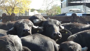 Los animales en venta.