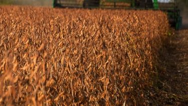 USDA conservó sus cálculos sobre la cosecha argentina de soja