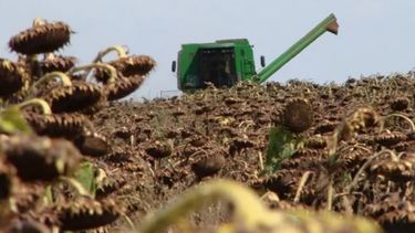 Finalizó la cosecha de girasol, mientras avanzan las de soja y maíz