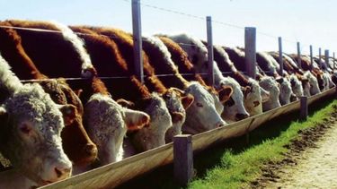 Diseñan plan para impulsar la productividad de la ganadería bovina