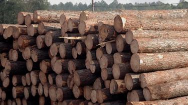 Establecieron los nuevos precios para la materia prima forestal