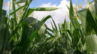 Productores evalúan implantación de segunda de maíz