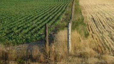 Cayó un 33 por ciento la actividad inmobiliaria rural