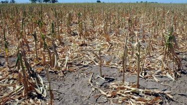 Estiman pérdidas en soja, maíz y trigo por más de US$ 10 mil millones