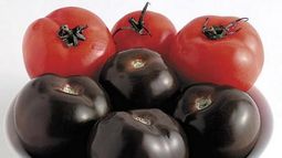 El tomate morado: la novedad alimenticia que combate el cáncer
