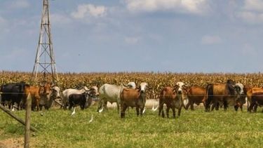 La ganadería pierde $28.000 millones por problemas sanitarios