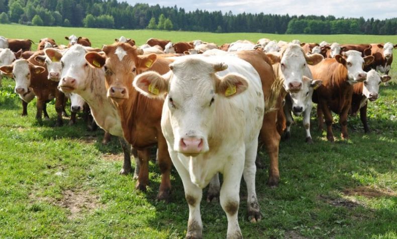 La faena de bovinos se redujo un 2 por ciento en julio