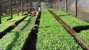 Números positivos para la producción de yerba en el primer trimestre