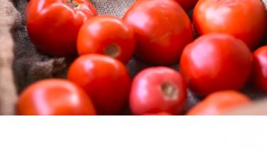 Recuperar el sabor del tomate: entre el mercado y el consumidor