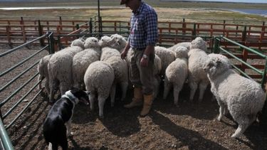 Las condiciones del sector ovino.