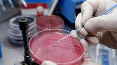 Esta argentina quiere hacer una revolución a partir de la carne sintética