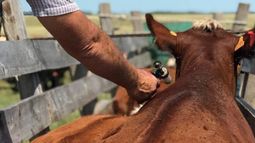 El desarrollo de la vacuna contra la aftosa.