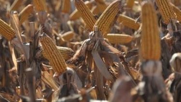Estabilidad en el precio promedio de exportación de híbridos de maíz