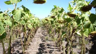 La falta de humedad afecta el progreso de la siembra de girasol