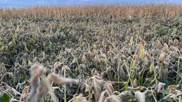 Heladas tempranas podrían impactar en rindes de soja y maíz