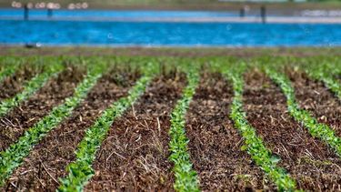 Las lluvias permitieron una siembra récord de soja en una semana