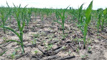 Los cultivos sufren la falta de agua en zonas claves de Santa Fe