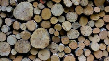 Empieza a funcionar el Consejo Foresto Industrial Argentino