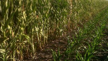 Con una merma, finalizó la siembra de maíz