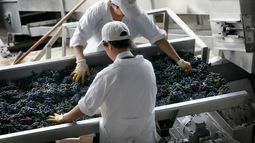 El desborre es una de las etapas de elaboración del vino.