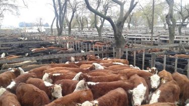 Piden apuntalar la recuperación del sector ganadero