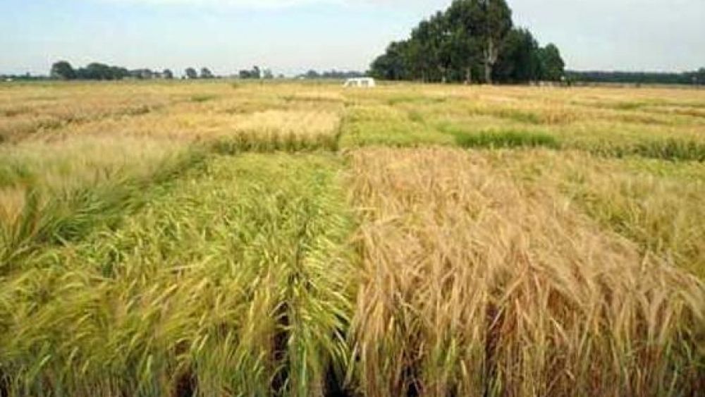 La cebada ya compite directamente con el trigo