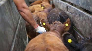 Buscan que América sea una región libre de aftosa