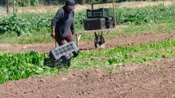 Peones rurales tendrán una prestación económica por desempleo de $5.700