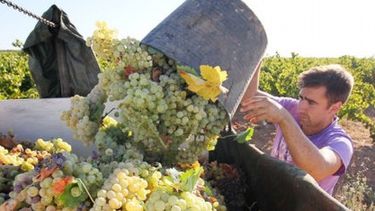 La industria del vino local supera en costos dolarizados a Chile y Francia