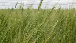 Destacan que el zinc puede contribuir a maximizar la producción de trigo